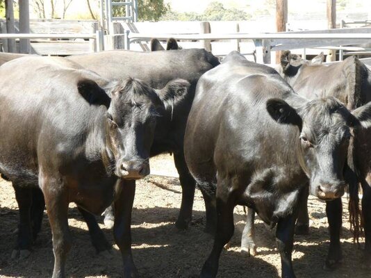 15 PTIC Heifers_On The Box_2.JPG