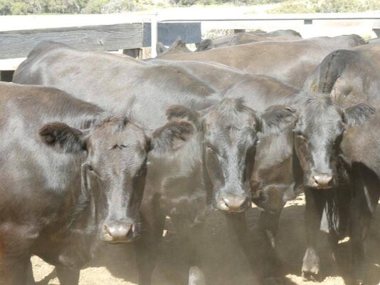 15 PTIC Heifers_On The Box_3.JPG