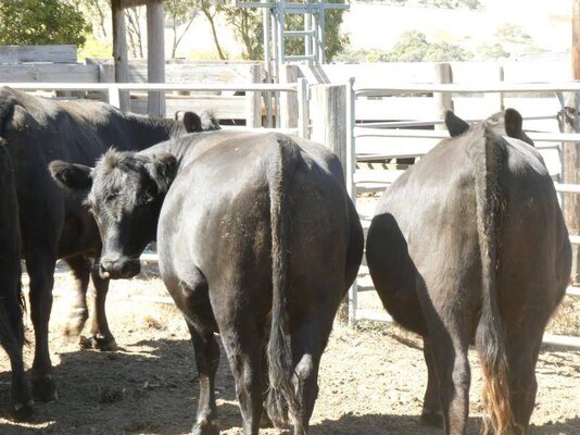 15 PTIC Heifers_On The Box_4.JPG