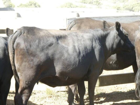 15 PTIC Heifers_On The Box_5.JPG