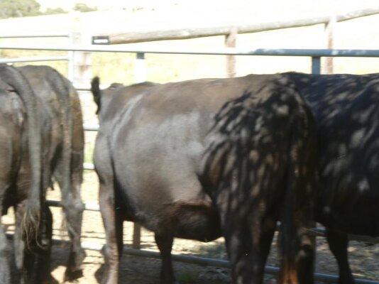 15 PTIC Heifers_On The Box_6.JPG