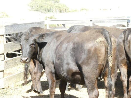 15 PTIC Heifers_On The Box_7.JPG