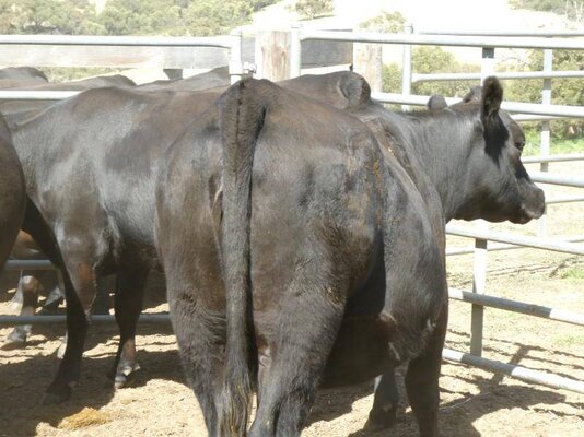 15 PTIC Heifers_On The Box_8.JPG