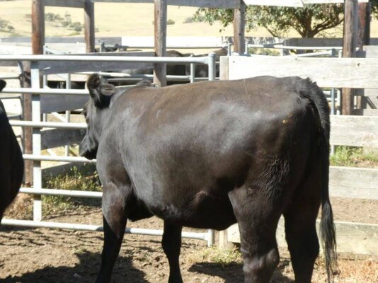 15 PTIC Heifers_On The Box_9.JPG