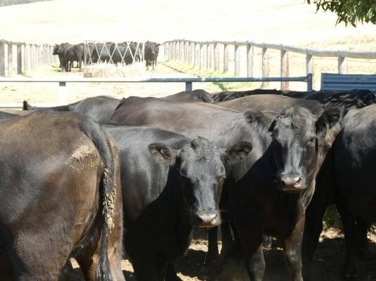 15 PTIC Heifers_On The Box_10.JPG