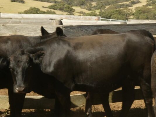 15 PTIC Heifers_On The Box_11.JPG