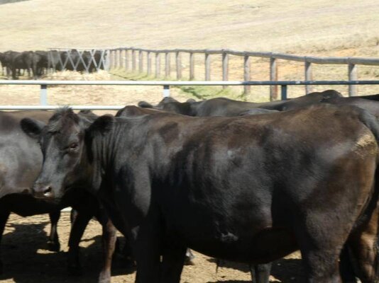 15 PTIC Heifers_On The Box_12.JPG