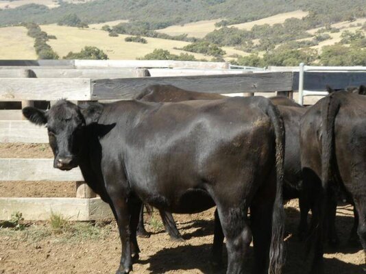 15 PTIC Heifers_On The Box_13.JPG