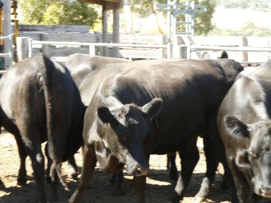 15 PTIC Heifers_On The Box_15.JPG