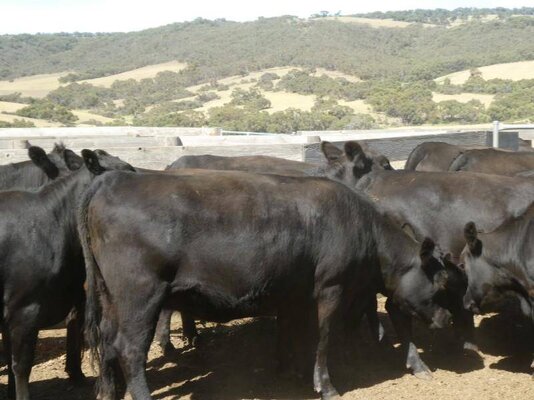 15 PTIC Heifers_On The Box_16.JPG