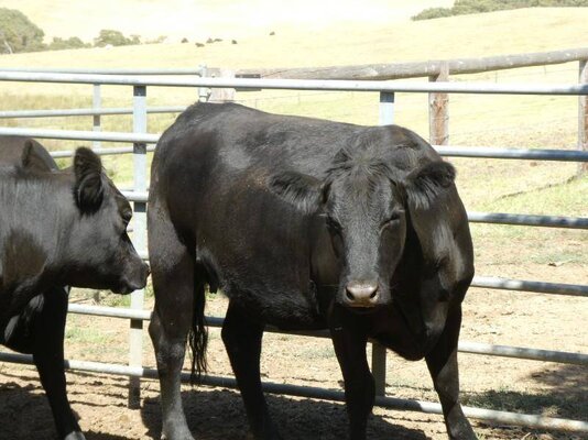 15 PTIC Heifers_On The Box_17.JPG