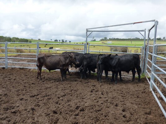 15 brangus friesian steers buffier livestock (1).JPG