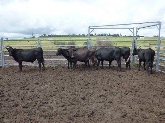 15 brangus friesian steers buffier livestock (7).JPG