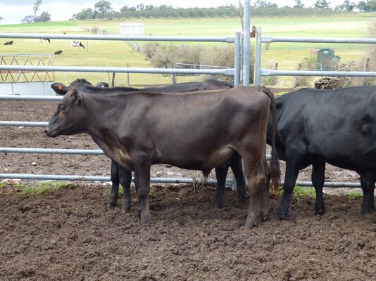 15 brangus friesian steers buffier livestock (8).JPG