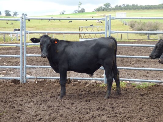 15 brangus friesian steers buffier livestock (9).JPG