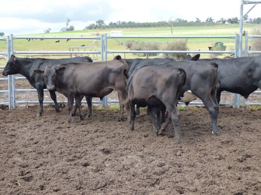 15 brangus friesian steers buffier livestock (10).JPG