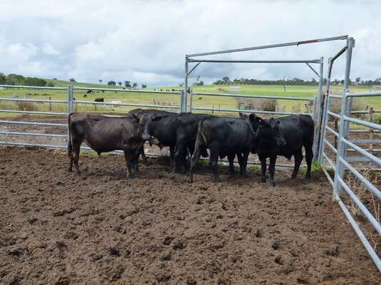 15 brangus friesian steers buffier livestock (2).JPG