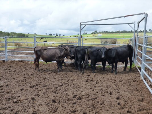 15 brangus friesian steers buffier livestock (3).JPG