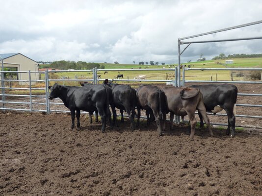 15 brangus friesian steers buffier livestock (4).JPG