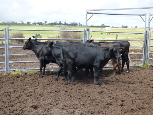 15 brangus friesian steers buffier livestock (6).JPG