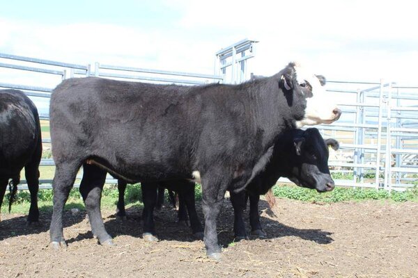 george furhmann 5 ptic heifers on the box (3).JPG