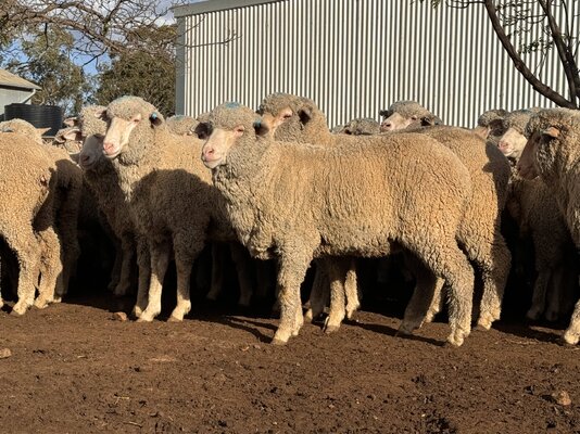 awn 250 ewes (12).jpg