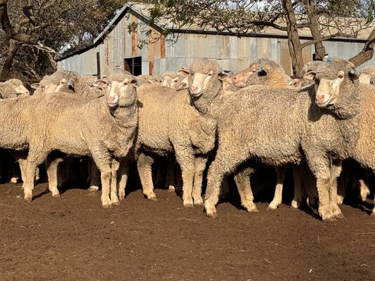 awn 250 ewes (14).jpg