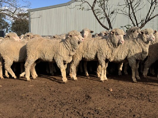 awn 250 ewes (17).jpg