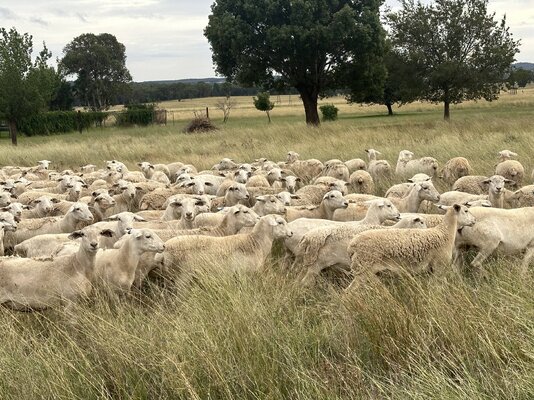Ray White Richardson & Sinclair 182 NSM Ewes 3.jpg