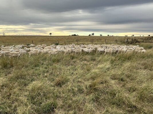 Ray White Richardson & Sinclair 182 NSM Ewes 10.jpg
