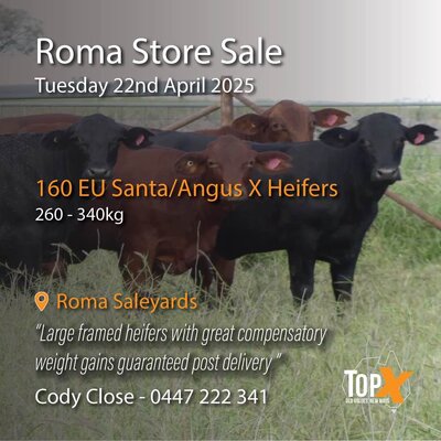 Roma Store Sale 1.jpg Roma Store Sale 1.jpg