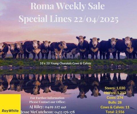 Roma Store Sale 7.jpg Roma Store Sale 7.jpg