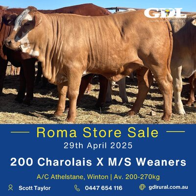 Roma Store sale 7.jpg Roma Store sale 7.jpg