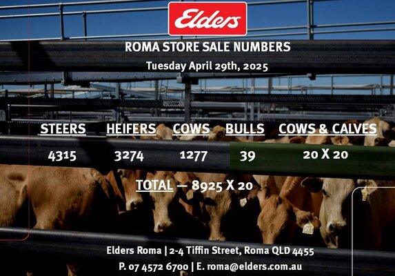Roma Store sale 8.jpg Roma Store sale 8.jpg