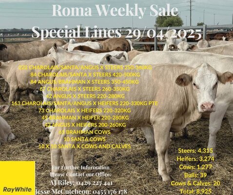 Roma Store sale 11.jpg Roma Store sale 11.jpg