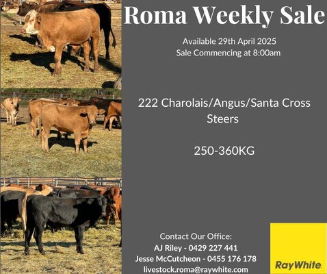 Roma Store sale 14.jpg Roma Store sale 14.jpg