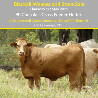 Blackall Weaner & Store Cattle Sale 32.jpg