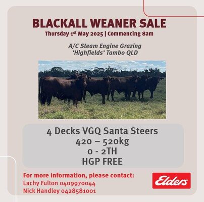 Blackall Weaner & Store Cattle Sale 5.jpg
