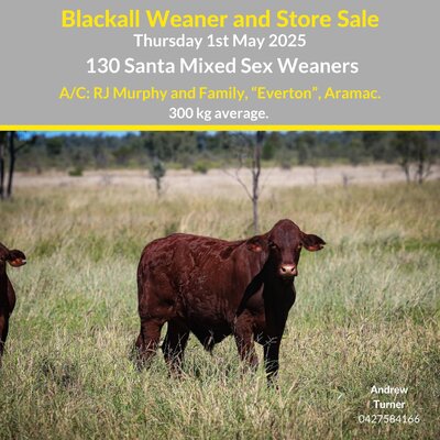 Blackall Weaner & Store Cattle Sale 4.jpg