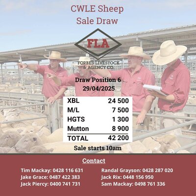 Forbes Sheep Sale 4.jpg Forbes Sheep Sale 4.jpg