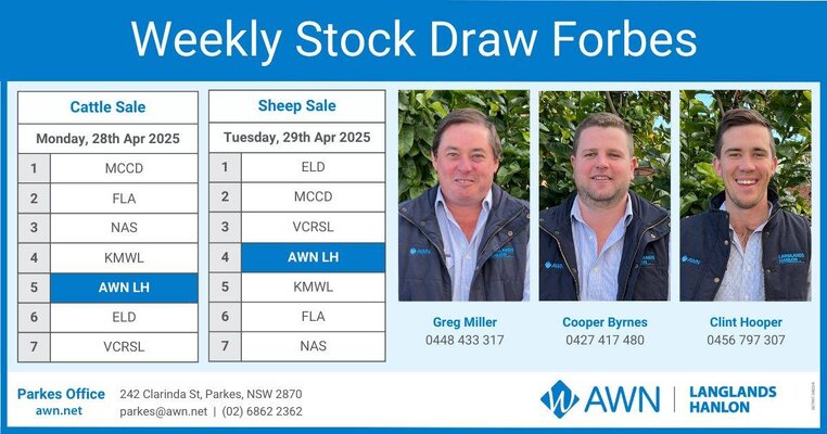 Forbes Sheep Sale 3.jpg Forbes Sheep Sale 3.jpg
