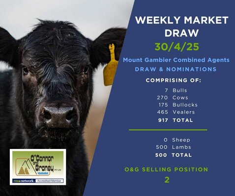Mount Gambier Cattle and Sheep Sale 3.jpg Mount Gambier Cattle and Sheep Sale 3.jpg