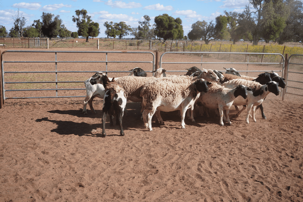 15 Station Mated Ewes & 21 Lambs.png