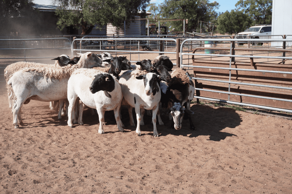 15 Station Mated Ewes & 21 Lambs 2.png