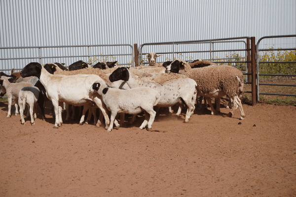 15 Station Mated Ewes & 21 Lambs 5.png