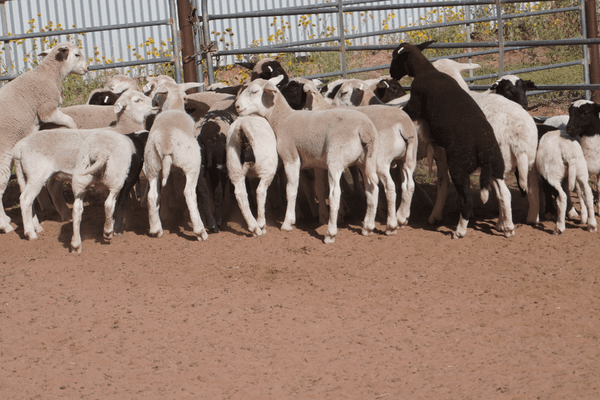 15 Station Mated Ewes & 21 Lambs 4.png