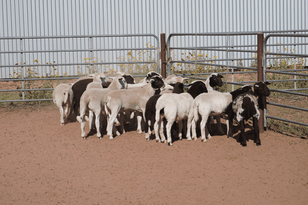 15 Station Mated Ewes & 21 Lambs 3.png