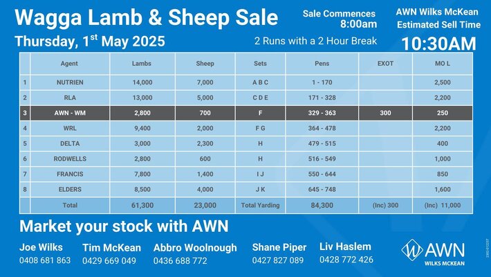 Wagga Sheep & lamb Sale 2.jpg Wagga Sheep & lamb Sale 2.jpg