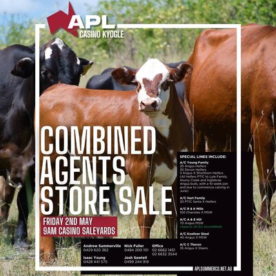 Casino Combined Agents Cattle Sale 2.jpg