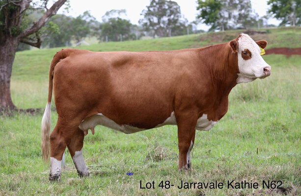 Jarravale Herd Reduction Sale 1.jpg